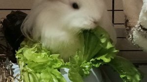 Просто морская свинка видеоролик. Смотреть в хорошем качестве. Смотреть онлайн