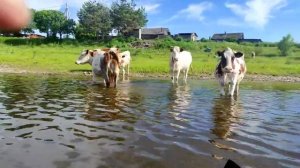 хорошее видео