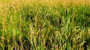 В солнечный день...