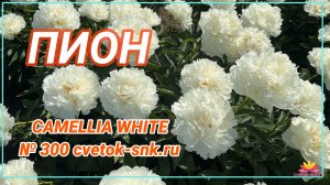 Пион "FRINGET IVORY"/Сад Ворошиловой