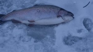 сёмкина 2 в комаровке