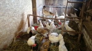 Кормлю кур карасями