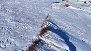 🦊Красная лиса в Синьцзяне