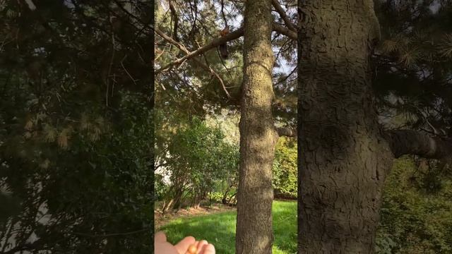 Белки на ВДНХ 05.09.25 смотреть онлайн