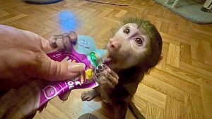 Малышка Анфиса наконец-то научилась кушать пюрешку как все наши обезьянки)