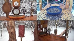 #онлайн_кормушка_для_птиц. 29 декабря 2025 года. г. Калуга