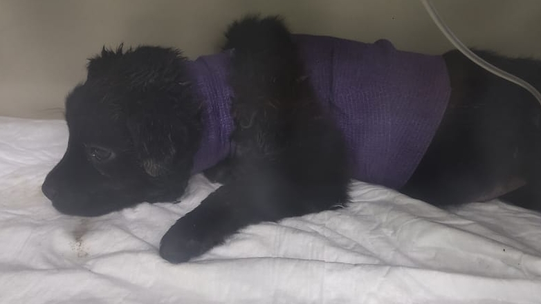 Нашёлся ещё один. Сломаны ребра, пробиты легкие и трахея. смотреть онлайн