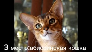 мои любимые породы кошечек♡