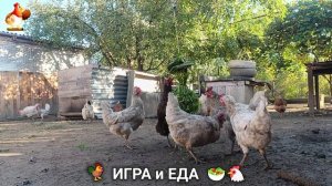 Кормление кур овощами и фруктами для зарядки и от скуки 🥗🐓🤗  (26)