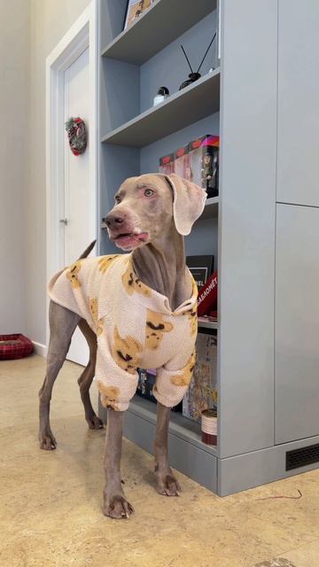 ОСКАР ПОДСТАВИЛ ВСЮ СЕМЬЮ 😢 смотреть онлайн