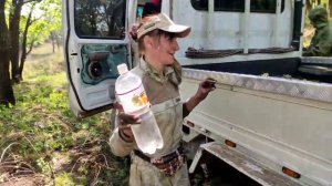 собирам папоротник