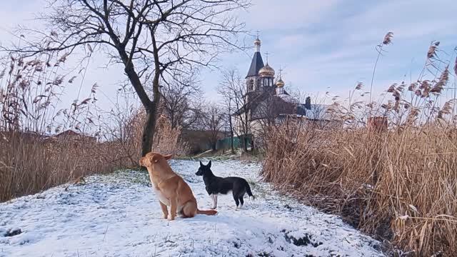 Пёс рыжик пёс и малявка ледовый период смотреть онлайн