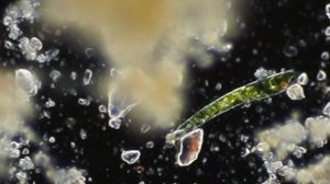 Темное поле