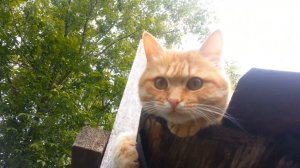 Кот Мишка и его друзья