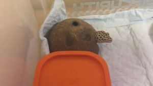 Как накормить ящерицу (эублефара) вкусно и полезно. Замороженые сверчки