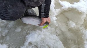 Основной водоём. Форель на блесну.