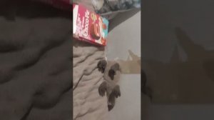 Сегодня снова стрим!!Заходите смотрите круто, и кстати  всем с наступающим новым годом 🎄