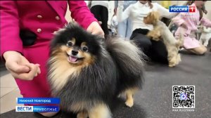 Соревнования и новогодняя выставка собак "Юный Хендлер" прошли в Нижнем Новгороде