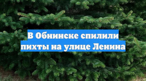 В Обнинске спилили пихты на улице Ленина
