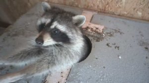 Вновь удивили нас! Приехали к друзьям в деревню, у них опять пополнение