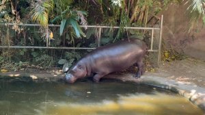 Зоопарк Паттайя Khao Kheow Zoo