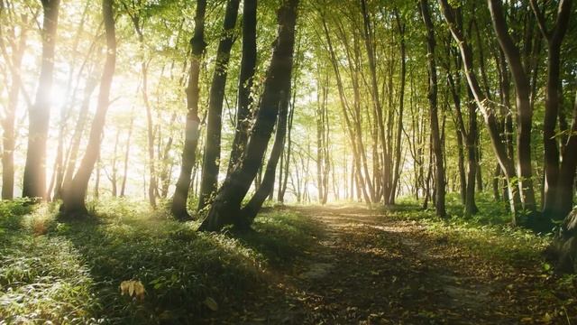 Остров, где львы и волки стали вегетарианцами! смотреть онлайн