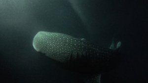 Мальдивы Китовая