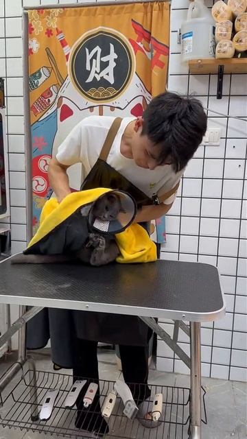 Злой Котик смотреть онлайн