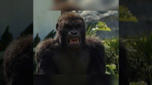 Горила албинос заступилась за человека