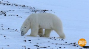 Все белые медведи - новогодние! Доброе утро. Фрагмент выпуска от 29.12.2025