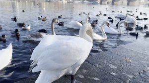 Лебеди на Влтаве