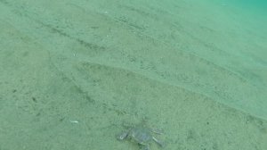 Крабики июль 2015