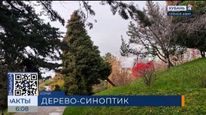 В нацпарке Сочи сменил цвет «вестник зимы»