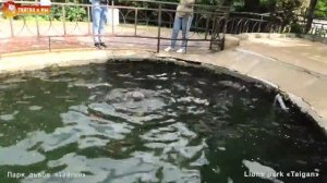 Как высоко уже выпрыгивает тюлень Маэстро за рыбкой! Тайган. 2020