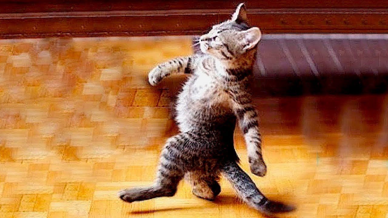 Я РЖАЛ ДО СЛЕЗ 😹 СМЕШНЫЕ КОШКИ И СОБАКИ  СМЕШНЫЕ ЖИВОТНЫЕ 2025 😹 ЛУЧШИЕ ПРИКОЛЫ #41