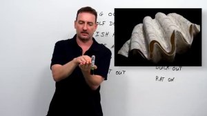 13 Phrasal Verbs with Animals fish for, clam up, wolf down...