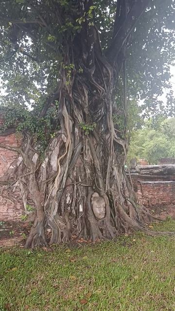 Голова Будды, которую спасло дерево смотреть онлайн
