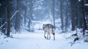 Туман сомнений Remix