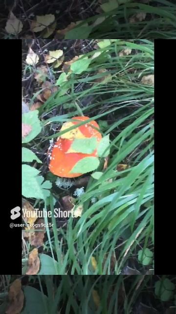 Ленобласть. Хвойное. 04.09.2024. Грибы-мухоморы красные, четырехдневные.