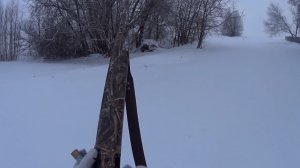 Охота на зайца-русака в -20°С, 10 км на лыжах по полям))).