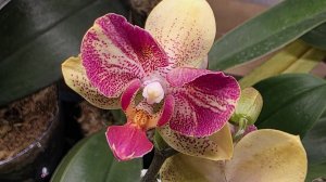 Утренний МикроОбзор Орхидей