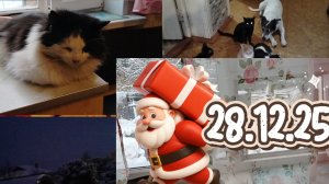 Болтаю 28.12.25.Замораживаю морковь.Непонятная история со здоровьем у дедушки продолжается.