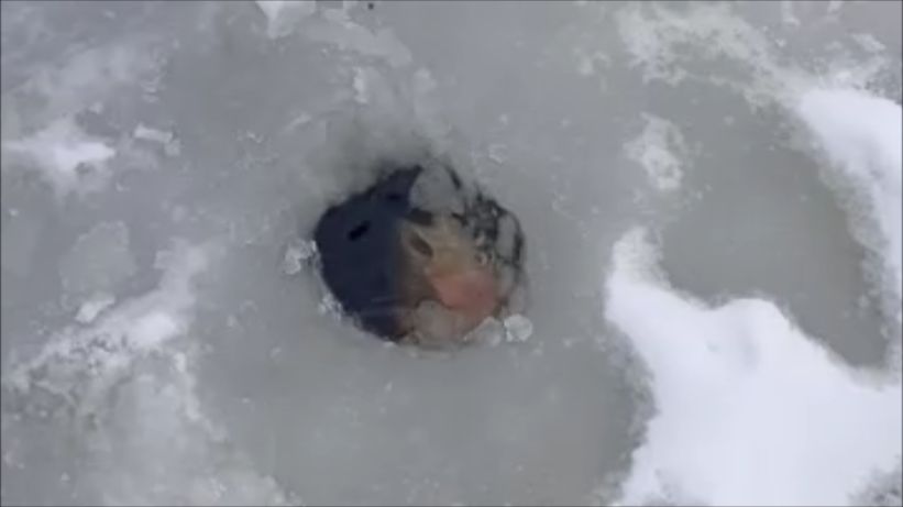 Поимки форели до запуска. Клёвое место, Лосиный остров, нижний водоём. смотреть онлайн