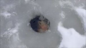 Поимки форели до запуска. Клёвое место, Лосиный остров, нижний водоём.