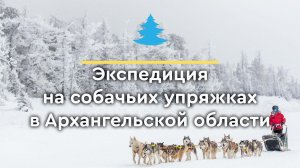 Экспедиция на собачьих упряжках в Архангельской области