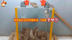 Крысоловка вариант (168) 🐀 Как сделать крысоловку своими руками и поймать кучу крыс 🐀🐁🐀