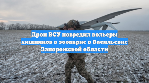 Дрон ВСУ повредил вольеры хищников в зоопарке в Васильевке Запорожской области
