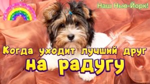 Когда уходит Лучший Друг на РАДУГУ! 🐶