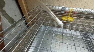 клетка для перепелов