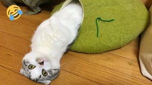 СМЕШНО ДО СЛЕЗ 😹😍 СМЕШНЫЕ КОТЫ, ЛУЧШИЕ ПРИКОЛЫ С КОТАМИ, СОБАКАМИ КОШКИ,СОБАКИ , ЖИВОТНЫЕ 🥰